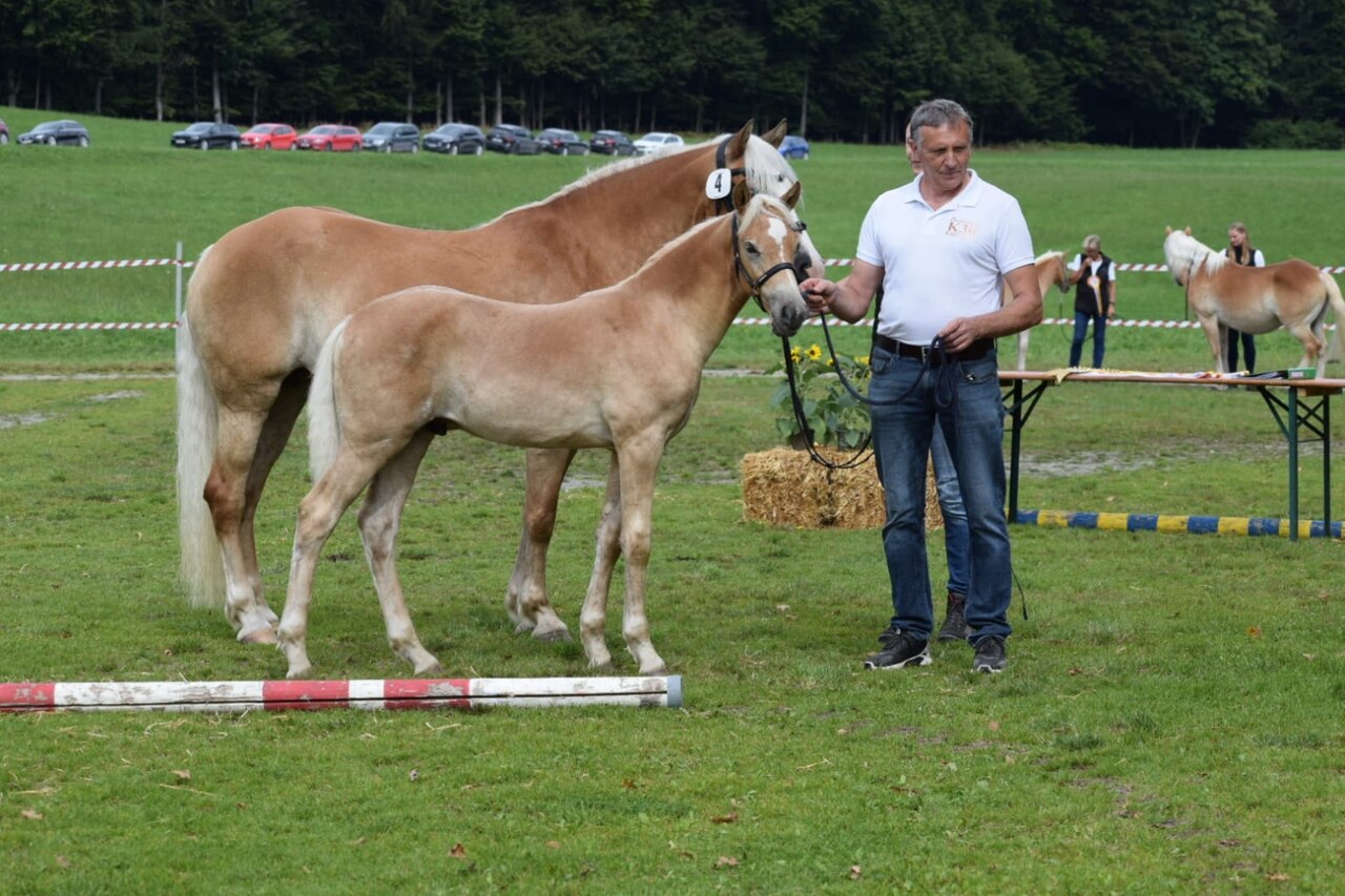 Fohlenschau 2025