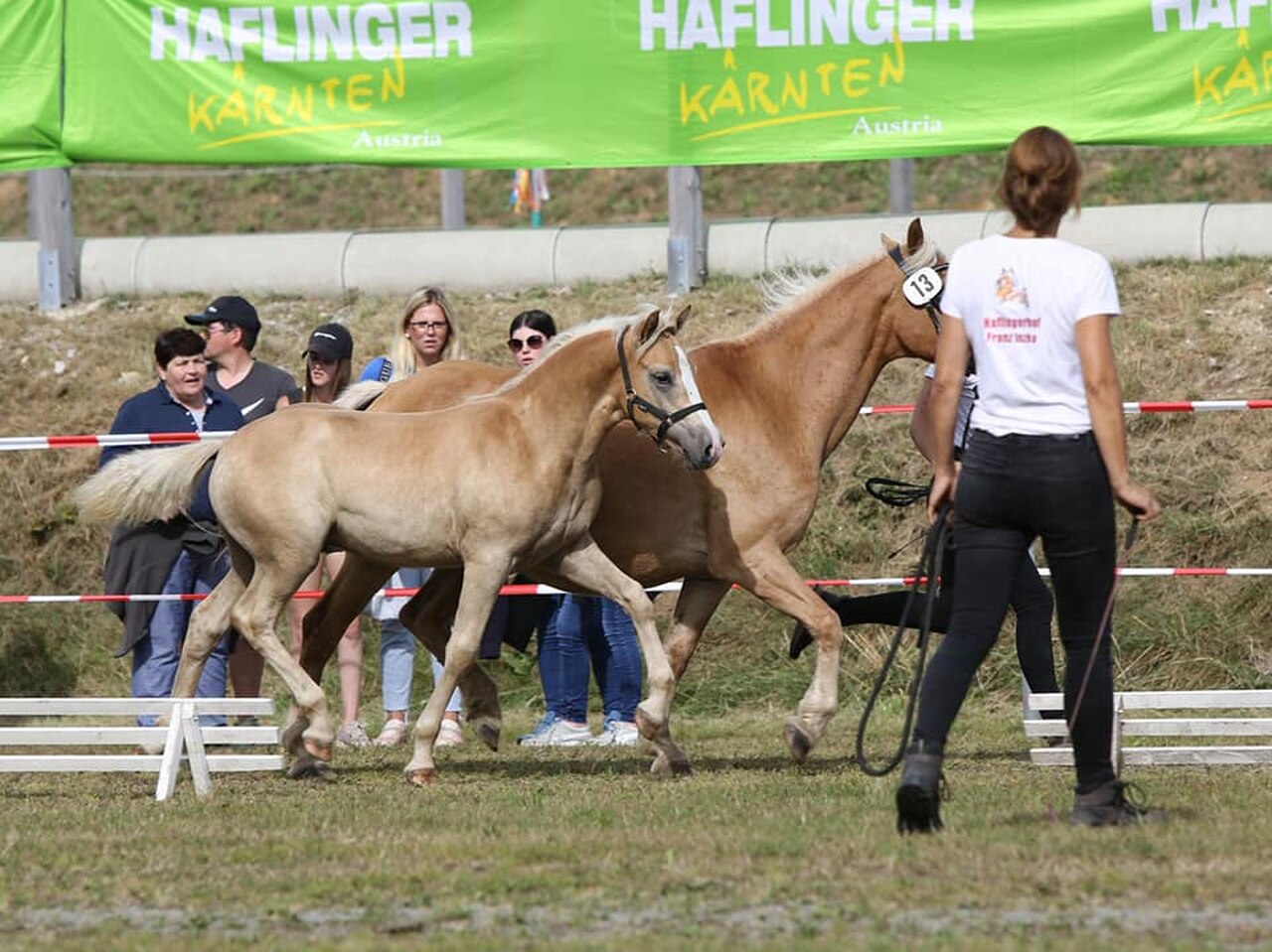 Haflinger Fohlenschau u Umgängl.