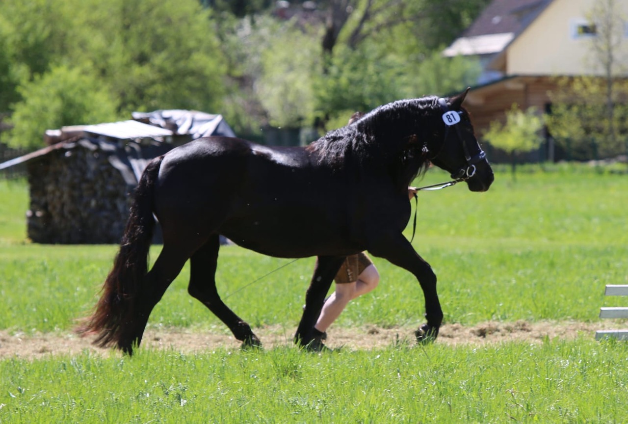 Noriker Stutbuchaufnahme 2026