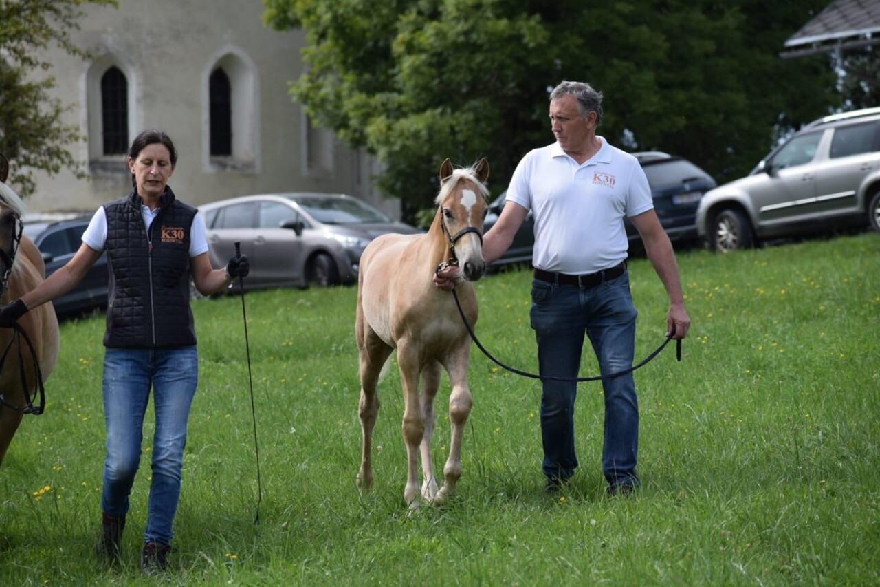Haflinger Fohlenschau 2025