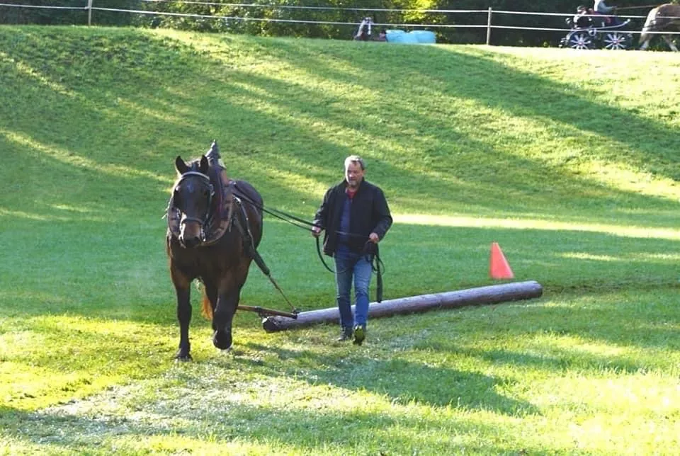 Noriker Leistungsprüfung 2021