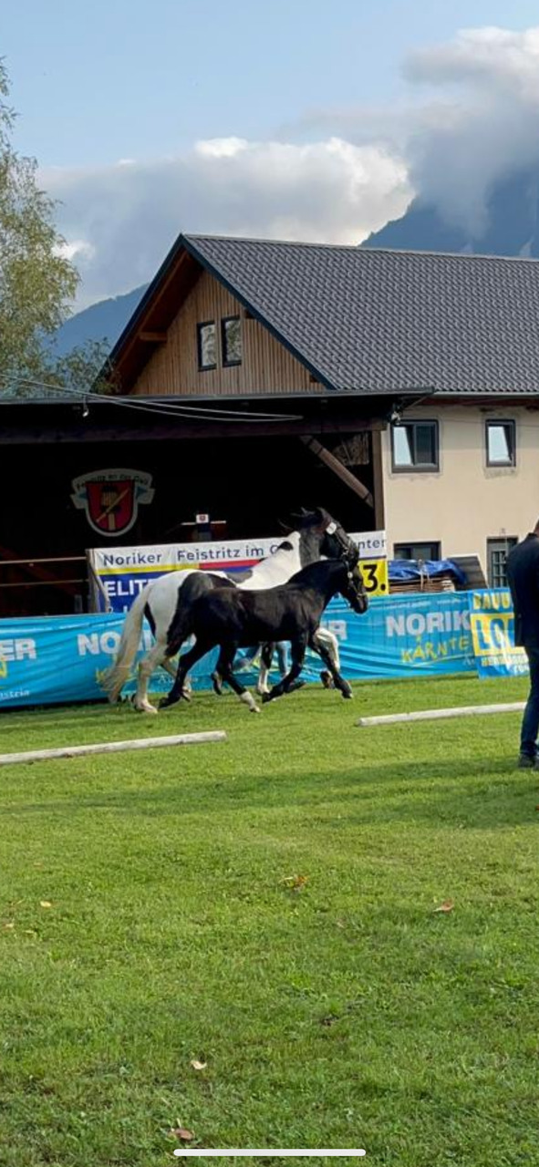 Noriker Stutfohlenschau 2025