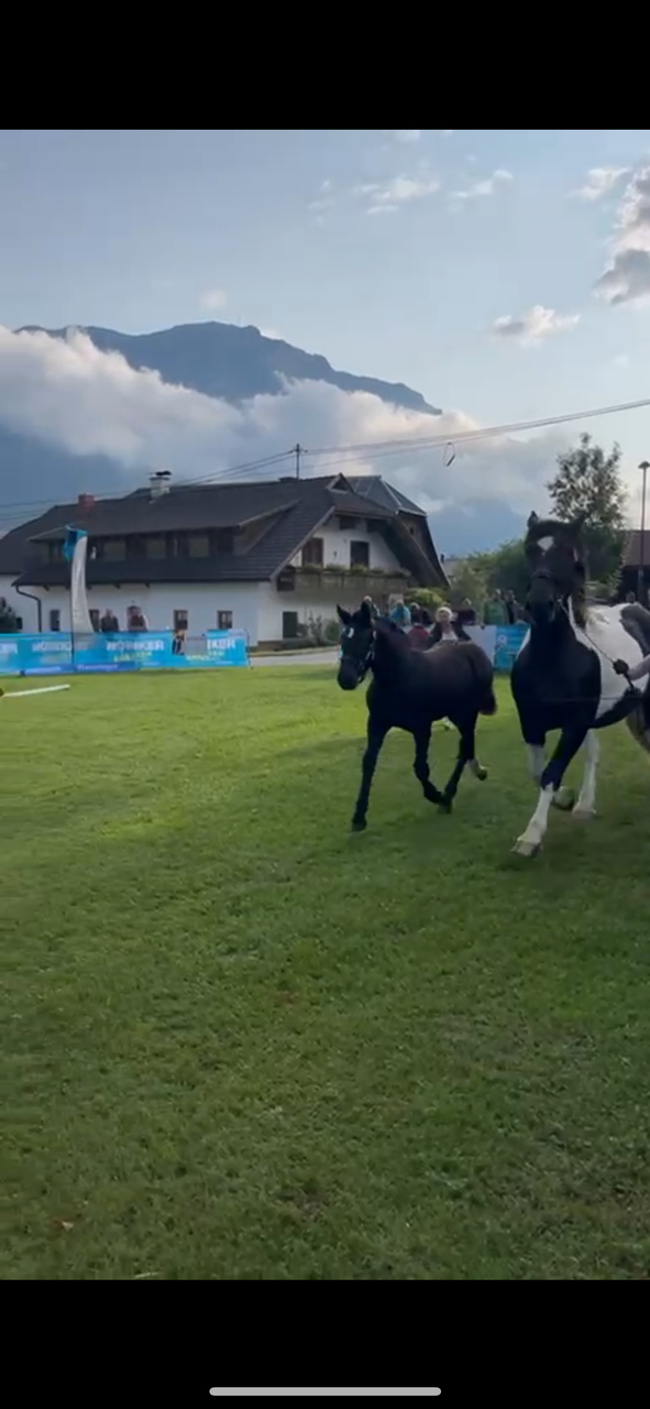 Noriker Stutfohlenschau 2025